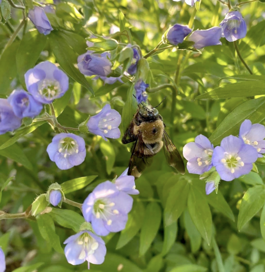 What We Grow — Garland's Garden